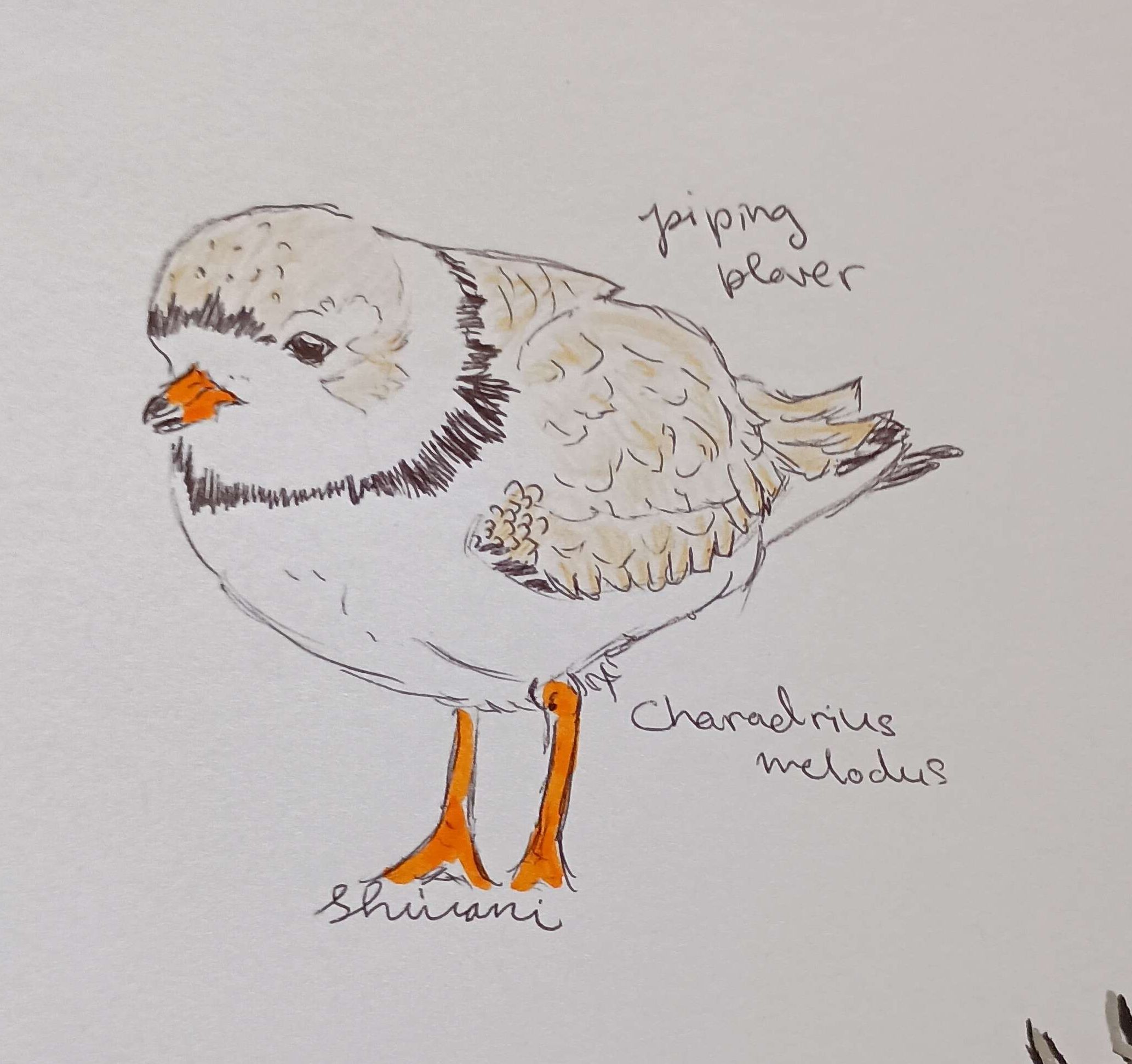 Piping Plover-Mixed Media, Pen, Watercolor